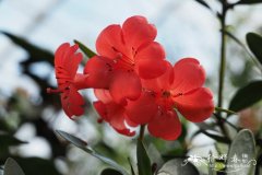 普通杜鹃Rhododendron commonae