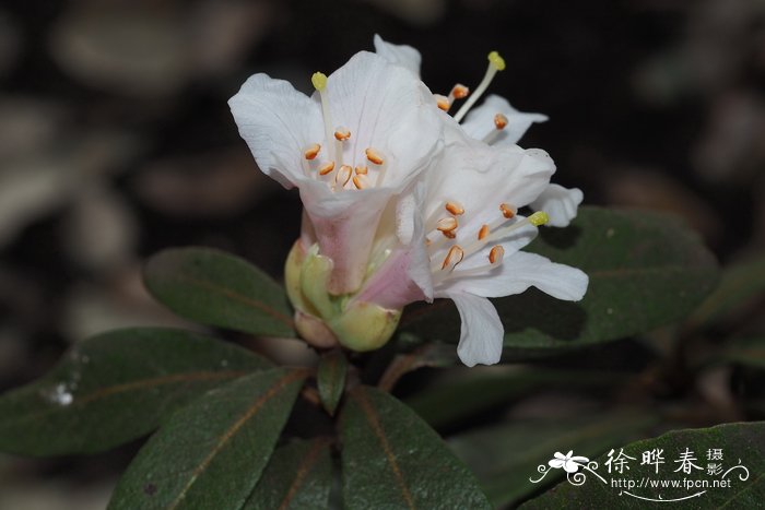 细圆齿杜鹃花Rhododendron crenulatum