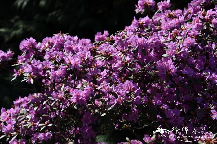 楔叶杜鹃Rhododendron cuneatum