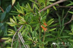 楔形叶杜鹃Rhododendron cuneifolium