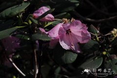 蓝果杜鹃Rhododendron cyanocarpum