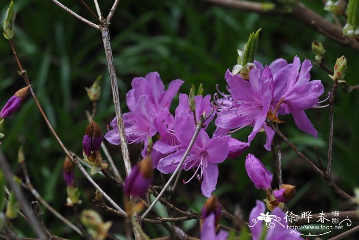 圆三叶杜鹃Rhododendron decandrum