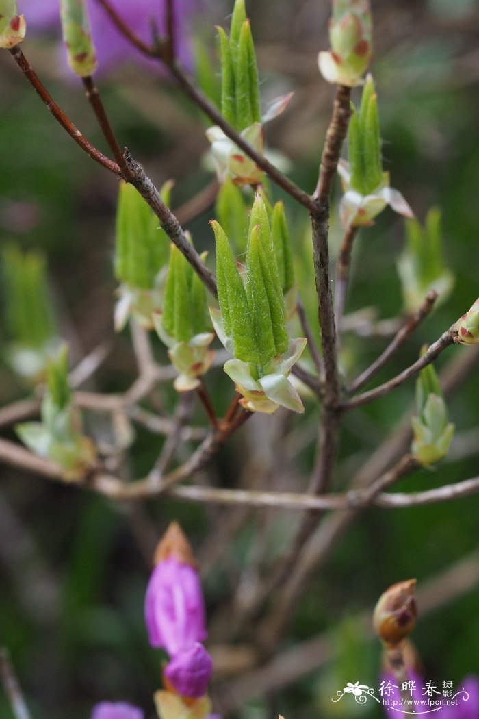 圆三叶杜鹃Rhododendron decandrum