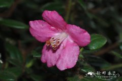 树生杜鹃Rhododendron dendrocharis