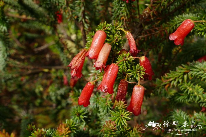 欧石南状杜鹃Rhododendron ericoides