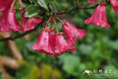 华丽杜鹃Rhododendron eudoxum