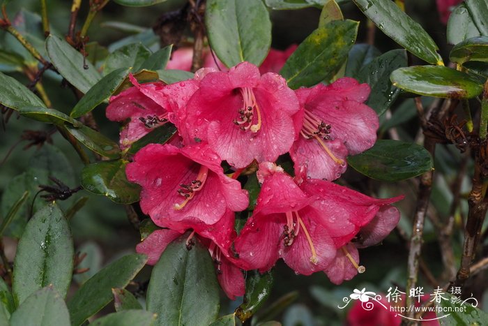 华丽杜鹃Rhododendron eudoxum