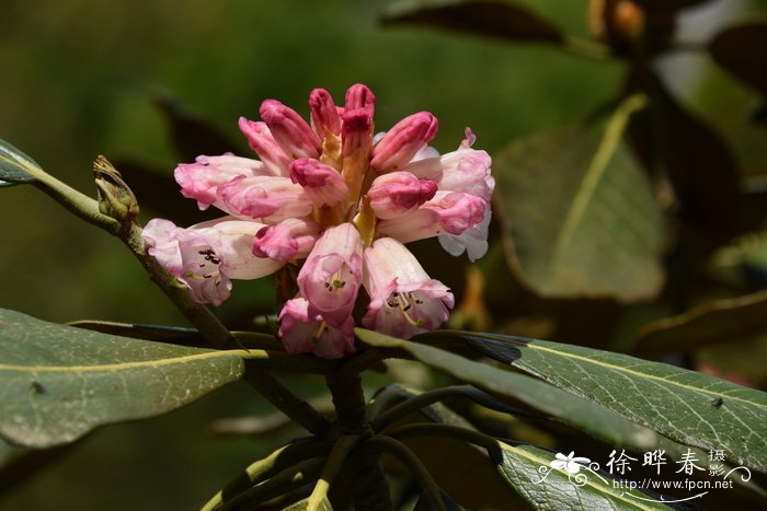 杯毛杜鹃Rhododendron falconeri