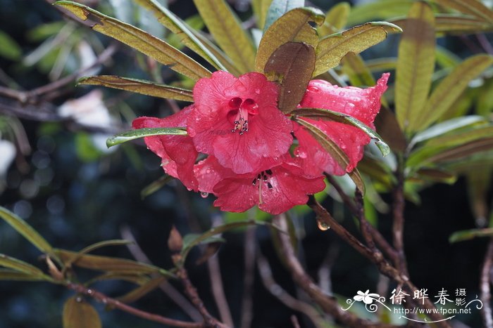 绵毛杜鹃Rhododendron floccigerum