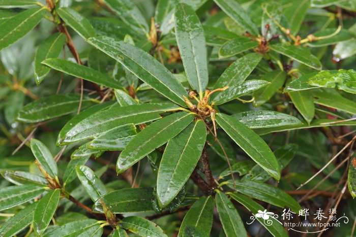 绵毛杜鹃Rhododendron floccigerum