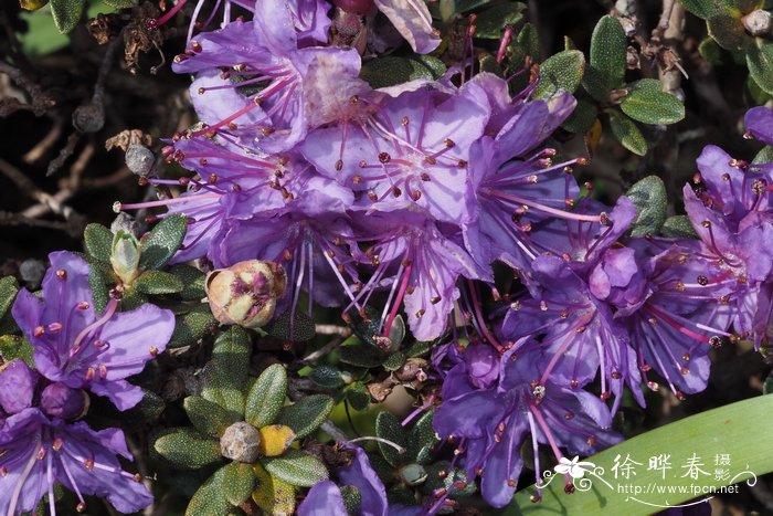 密枝杜鹃Rhododendron fastigiatum