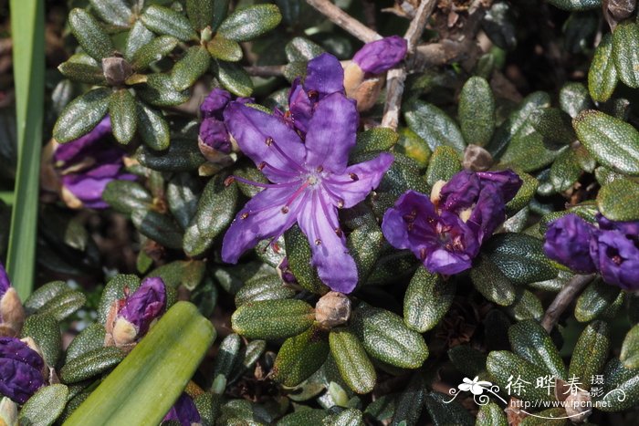 密枝杜鹃Rhododendron fastigiatum