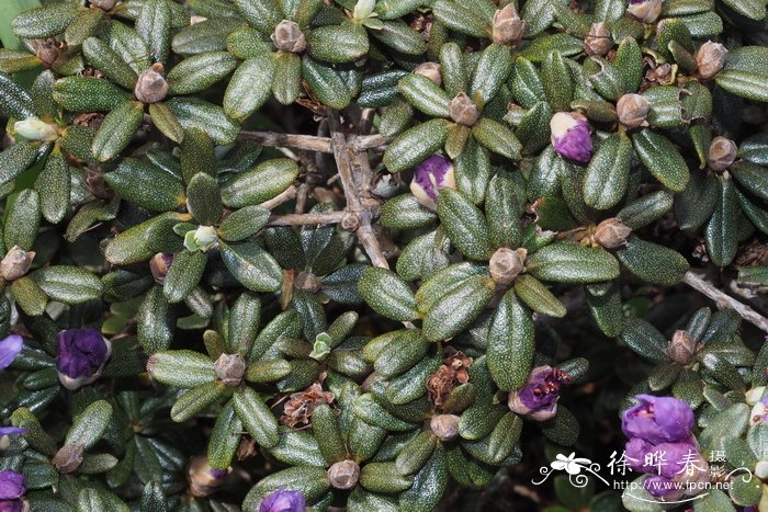 密枝杜鹃Rhododendron fastigiatum