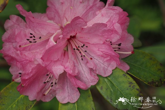 猴斑杜鹃Rhododendron faucium