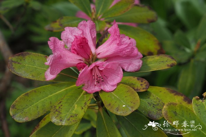 猴斑杜鹃Rhododendron faucium