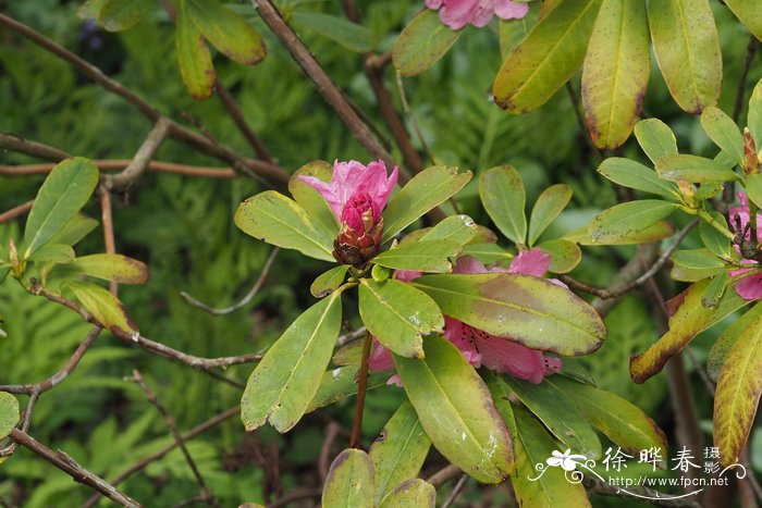 猴斑杜鹃Rhododendron faucium