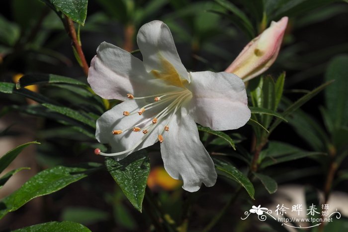 美丽杜鹃Rhododendron formosum