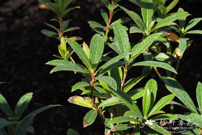 美丽杜鹃Rhododendron formosum