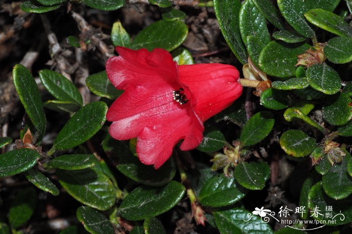 乳突紫背杜鹃Rhododendron forrestii subsp. papillatum