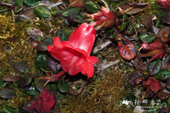 紫背杜鹃Rhododendron forrestii