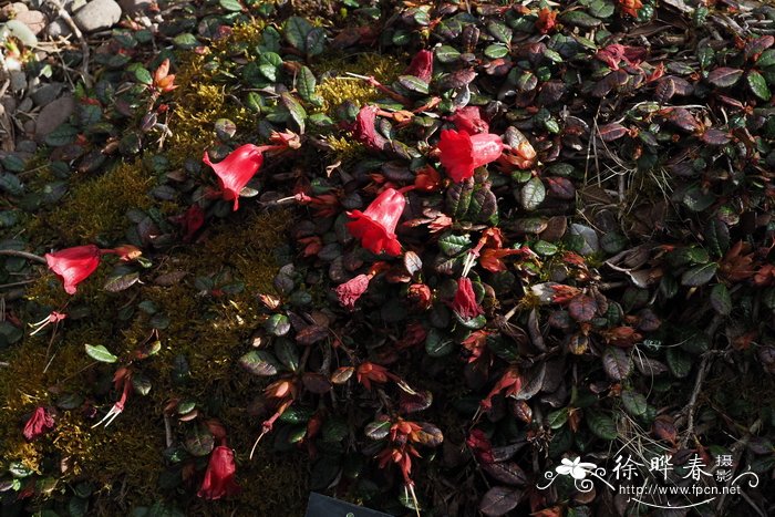 紫背杜鹃Rhododendron forrestii