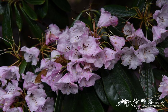 棕叶镰果杜鹃Rhododendron fulvum subsp. fulvoides