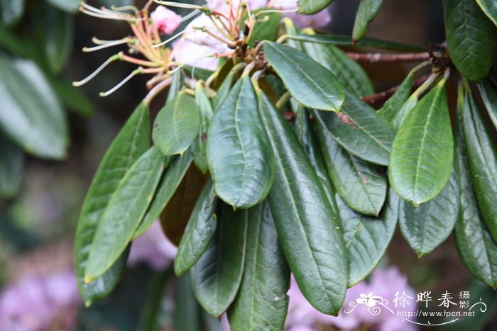 棕叶镰果杜鹃Rhododendron fulvum subsp. fulvoides