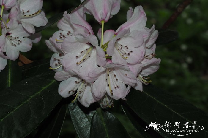 镰果杜鹃Rhododendron fulvum