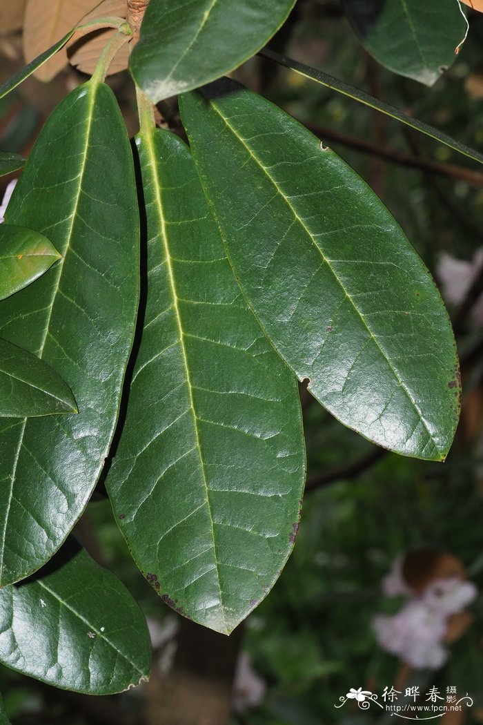 镰果杜鹃Rhododendron fulvum