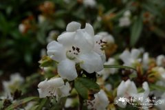 苍白杜鹃Rhododendron glaucophyllum