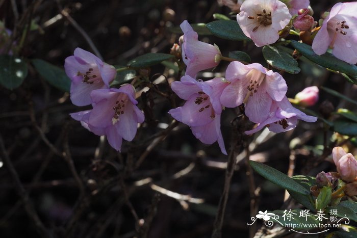 苍白杜鹃Rhododendron glaucophyllum