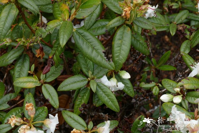 苍白杜鹃Rhododendron glaucophyllum