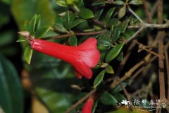 纤细杜鹃Rhododendron gracilentum