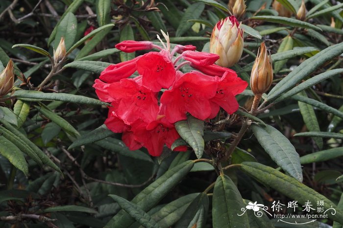 朱红大杜鹃Rhododendron griersonianum