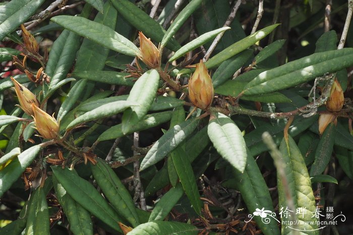 朱红大杜鹃Rhododendron griersonianum