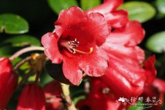 似血杜鹃Rhododendron haematodes subsp.  haematodes