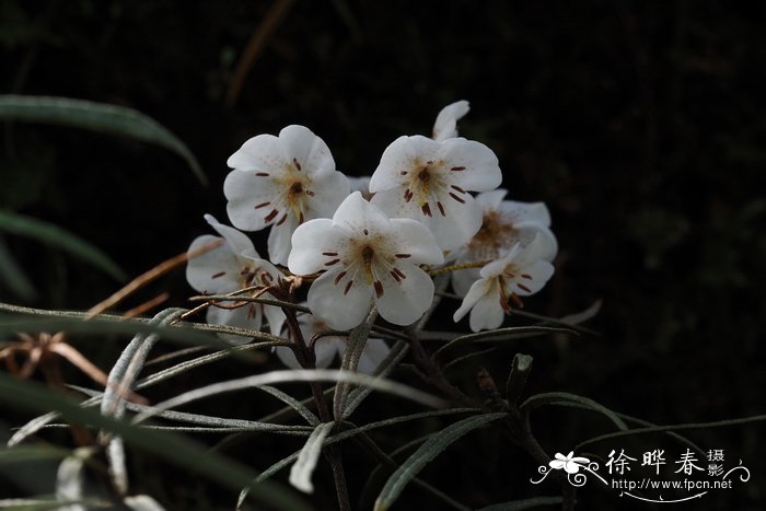 革带杜鹃Rhododendron himantodes