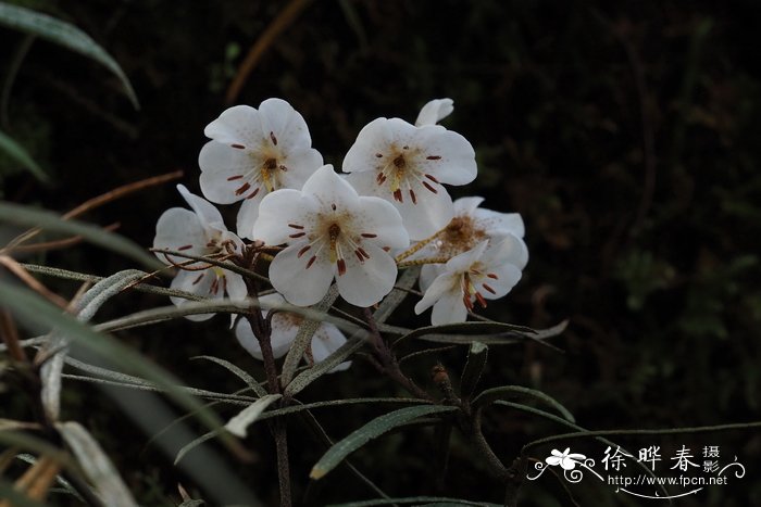 革带杜鹃Rhododendron himantodes