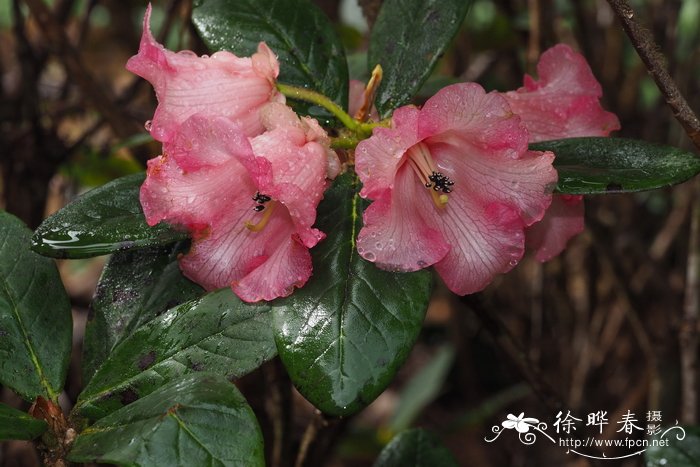 绢毛杜鹃Rhododendron haematodes subsp. chaetomallum