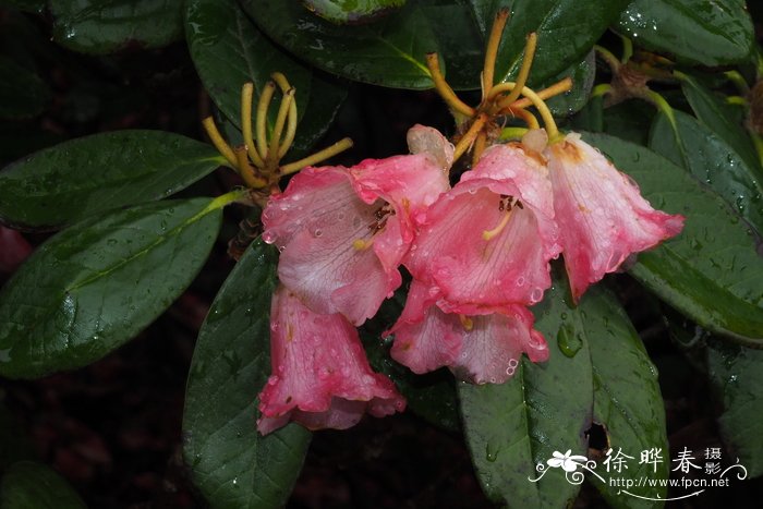 绢毛杜鹃Rhododendron haematodes subsp. chaetomallum