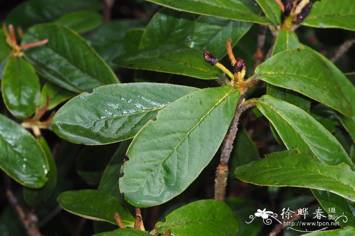 绢毛杜鹃Rhododendron haematodes subsp. chaetomallum