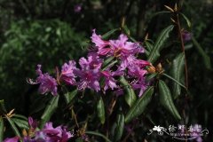 亮鳞杜鹃Rhododendron heliolepis