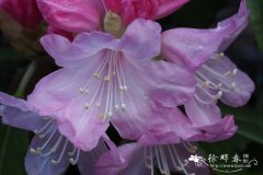 团花杜鹃Rhododendron heptamerum