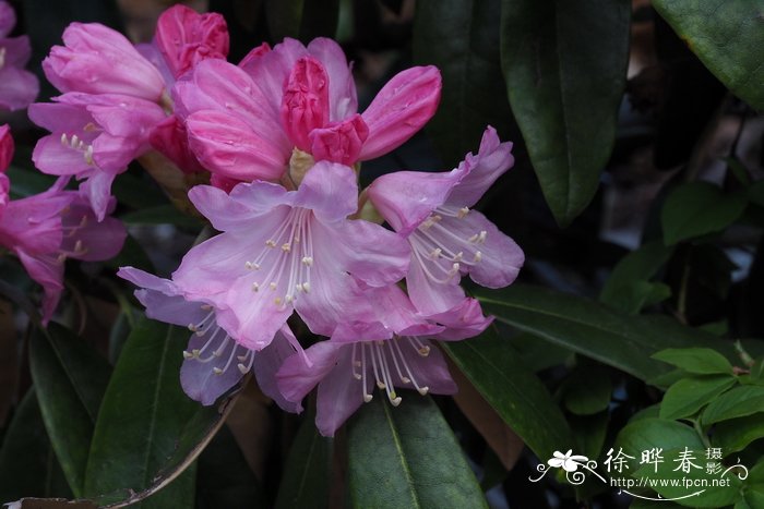 团花杜鹃rhododendron heptamerum