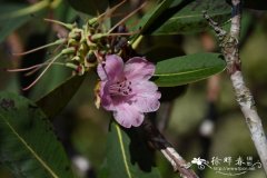 串珠杜鹃 Rhododendron hookeri