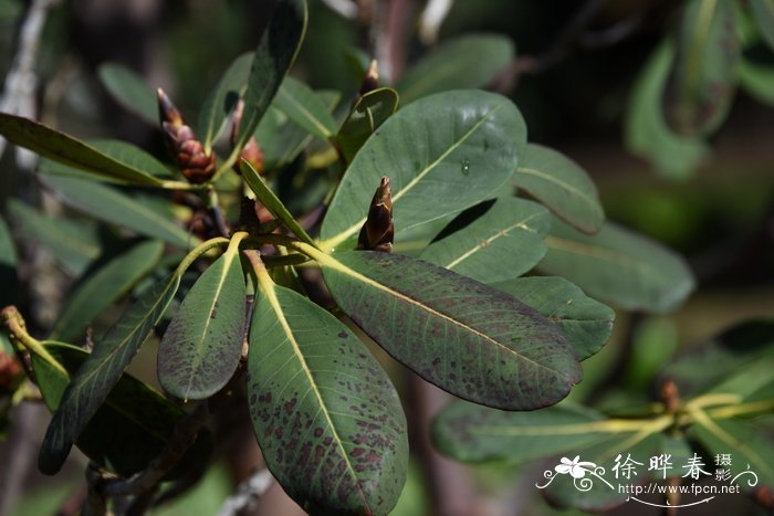 串珠杜鹃 Rhododendron hookeri