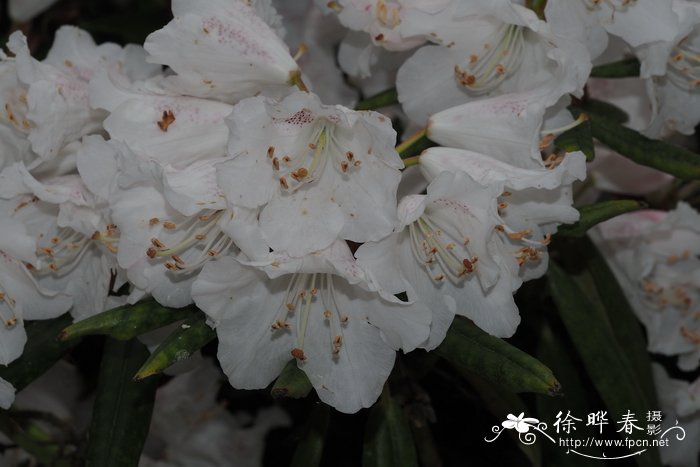 微笑杜鹃Rhododendron hyperythrum