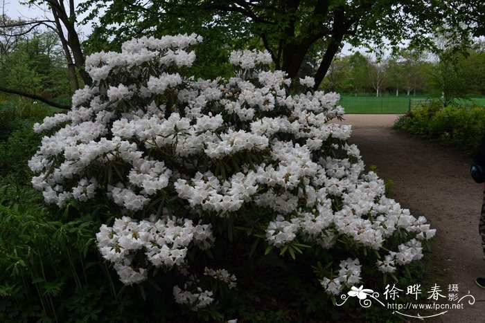 微笑杜鹃Rhododendron hyperythrum