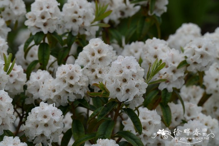 银背杜鹃Rhododendron hypoleucum