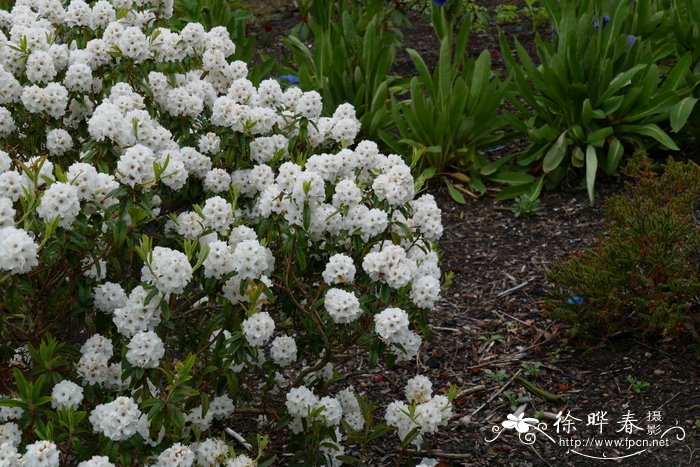 银背杜鹃Rhododendron hypoleucum